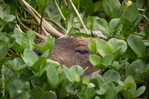 Photography Capybara peeking through the foliage whilst lounging in the water