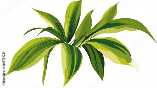 Green leaves with yellow variegation on a white background.