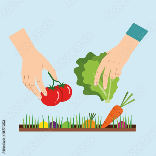 Hands picking vegetables on light blue background, organic garden harvest season. Hands picking vegetables, one hand selects ripe tomatoes, another hand picks fresh lettuce above garden bed.