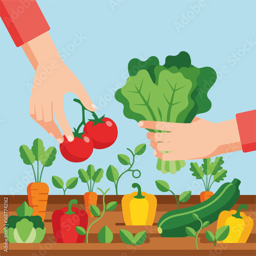 Hands picking vegetables, specifically tomatoes and lettuce in home garden for healthy eating. Hands picking vegetables represents seasonal, fresh produce in garden,