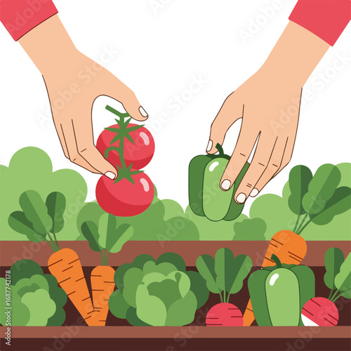 Hands picking vegetables in garden with fresh ripe produce, including bell pepper and tomatoes, with carrots, cabbage, and beetroots in garden bed.