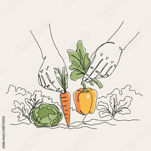 Hands picking vegetables, close up view showing organic produce in garden. Hands picking vegetables are actively harvesting fresh produce, including cabbage, carrot and pepper.