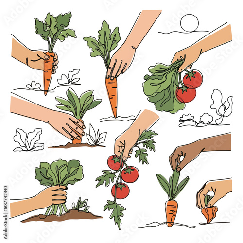 Hands picking vegetables, including carrots and tomatoes, showcasing garden bounty. Variety of hands picking vegetables freshly pulled from garden soil.