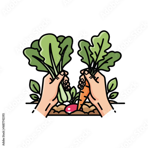 Hands picking vegetables, radish and carrot from garden soil in spring. Hands picking vegetables, fresh from organic farm, harvesting radish and carrot.