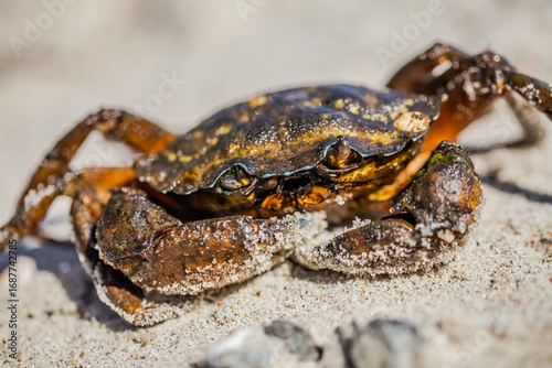 Sand-dusted claws poised, the crab wears the beach as part of its armor.