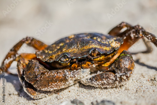 Sand-dusted claws poised, the crab wears the beach as part of its armor.