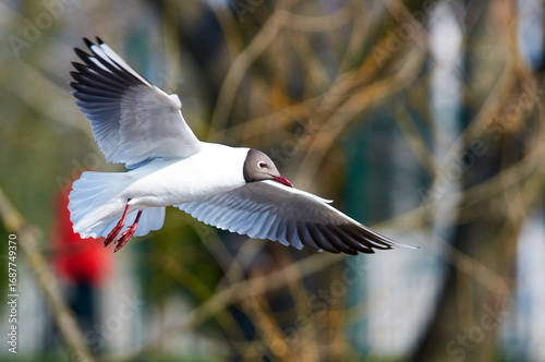 A Kaliningrad seagull flies near a summer lake in the city.