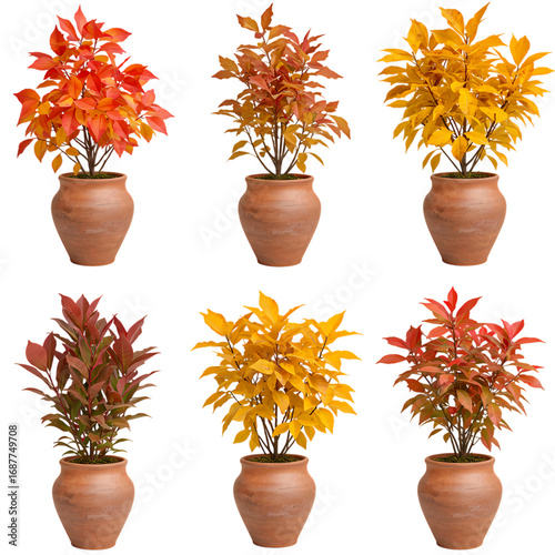 Autumn Plants in Terracotta Pots: Colorful Foliage Collection