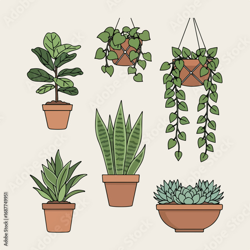 Home gardening plants with ficus lyrata and sansevieria, both known as home gardening plants, in pots. Home gardening plants are displayed for decoration.