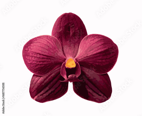 Beautiful vector of a red orchid flower isolated on white background. Elegant tropical bloom with rich velvety petals, perfect for nature, botany, floral decor, spa, and exotic design themes.