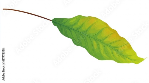 Close-up of a single green leaf with yellowing edges and a brown stem, isolated on white.