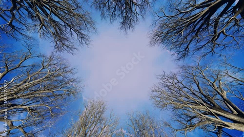 bare trees and treetops in a circle with camera slowly moving up