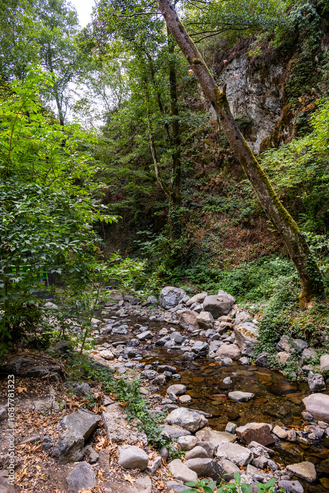 Fototapeta premium Rocky stream in forest canyon