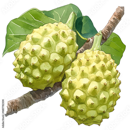 Pulasan, watercolor vector, isolated on a white background.