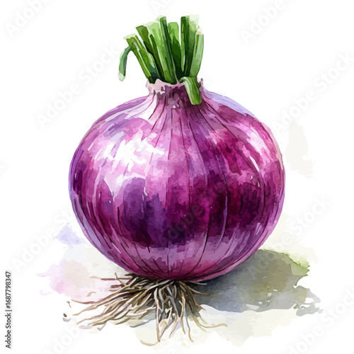 watercolor of Onion, vector, isolated on a white background.