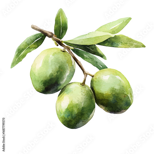 Olive, watercolor painting vector, isolated on a white background.