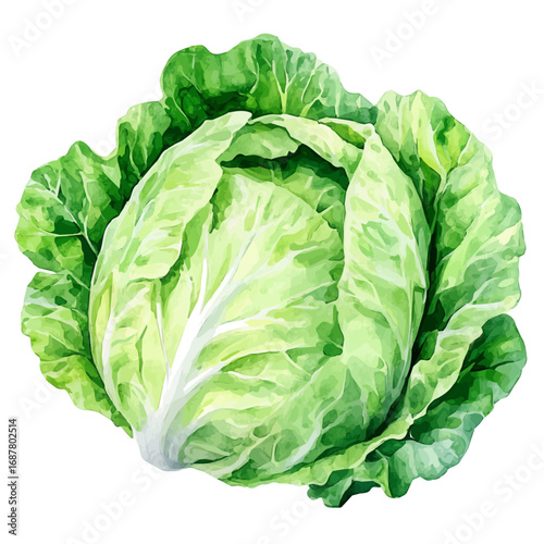 Napa Cabbage, watercolor illustration vector, isolated on a white background.