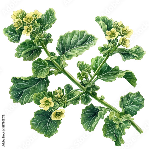 Mustard Greens, watercolor painting vector, isolated on a white background.