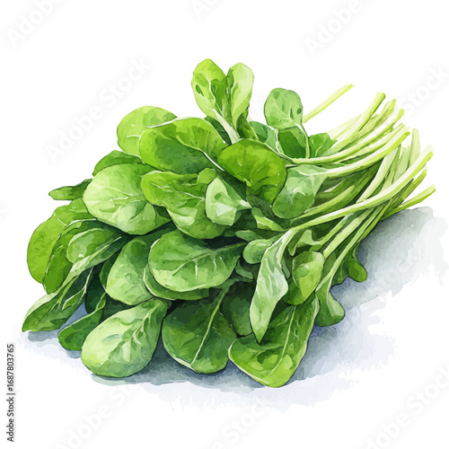 Mustard Greens, watercolor illustration vector, isolated on a white background.