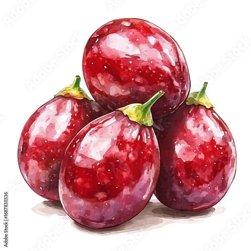 watercolor of Jujube, vector, isolated on a white background.