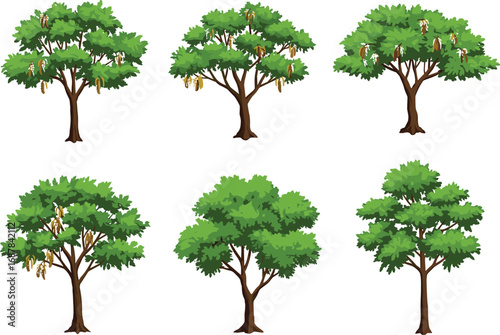 Tree species botanical illustration set, diverse foliage and trunk shapes, hanging seed pods and leafy canopies, educational plant reference, landscape design vector art collection