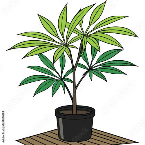 Isolated green palm houseplant in a decorative white pot