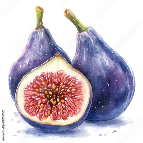 Fig, watercolor drawing vector, isolated on a white background.