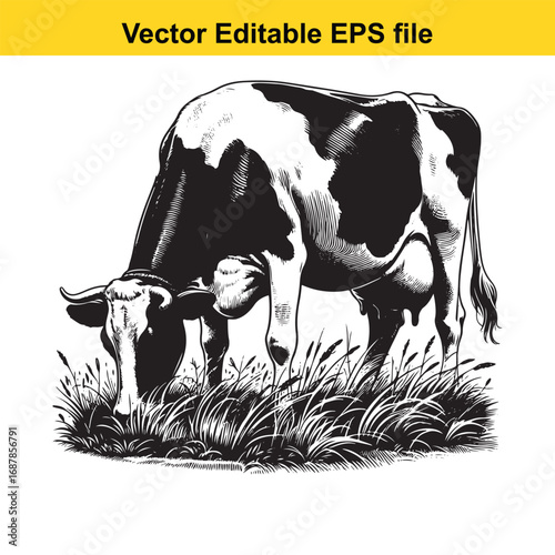 Black and white cow grazing in grass, isolated on white background