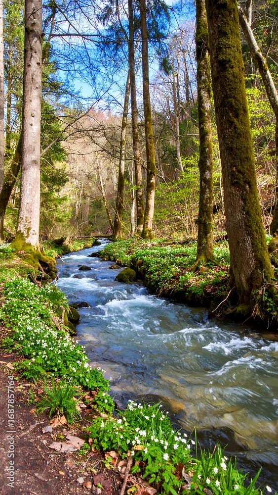 Obraz premium Sunny forest stream in springtime