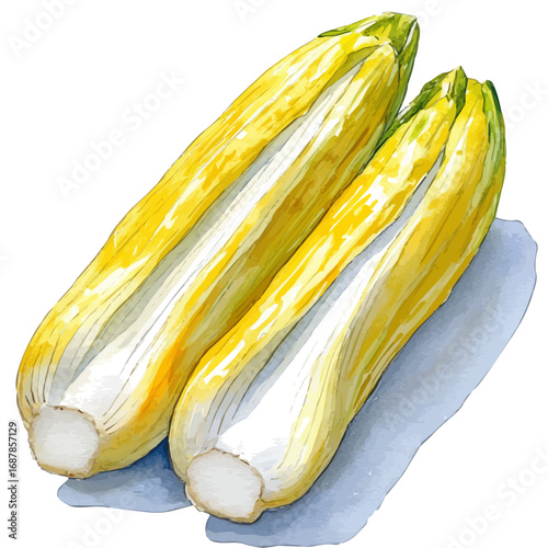 Endive, watercolor drawing vector, isolated on a white background.