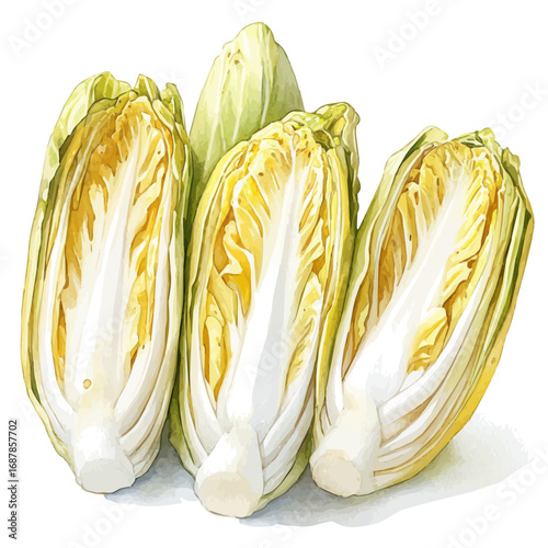 watercolor of Endive, vector, isolated on a white background.