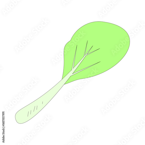 bok choy. vegetable theme. agriculture. harvest. vector illustration