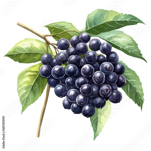 watercolor vector of Elderberry, isolated on a white background.