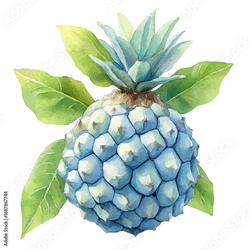 Custard Apple, watercolor drawing vector, isolated on a white background.