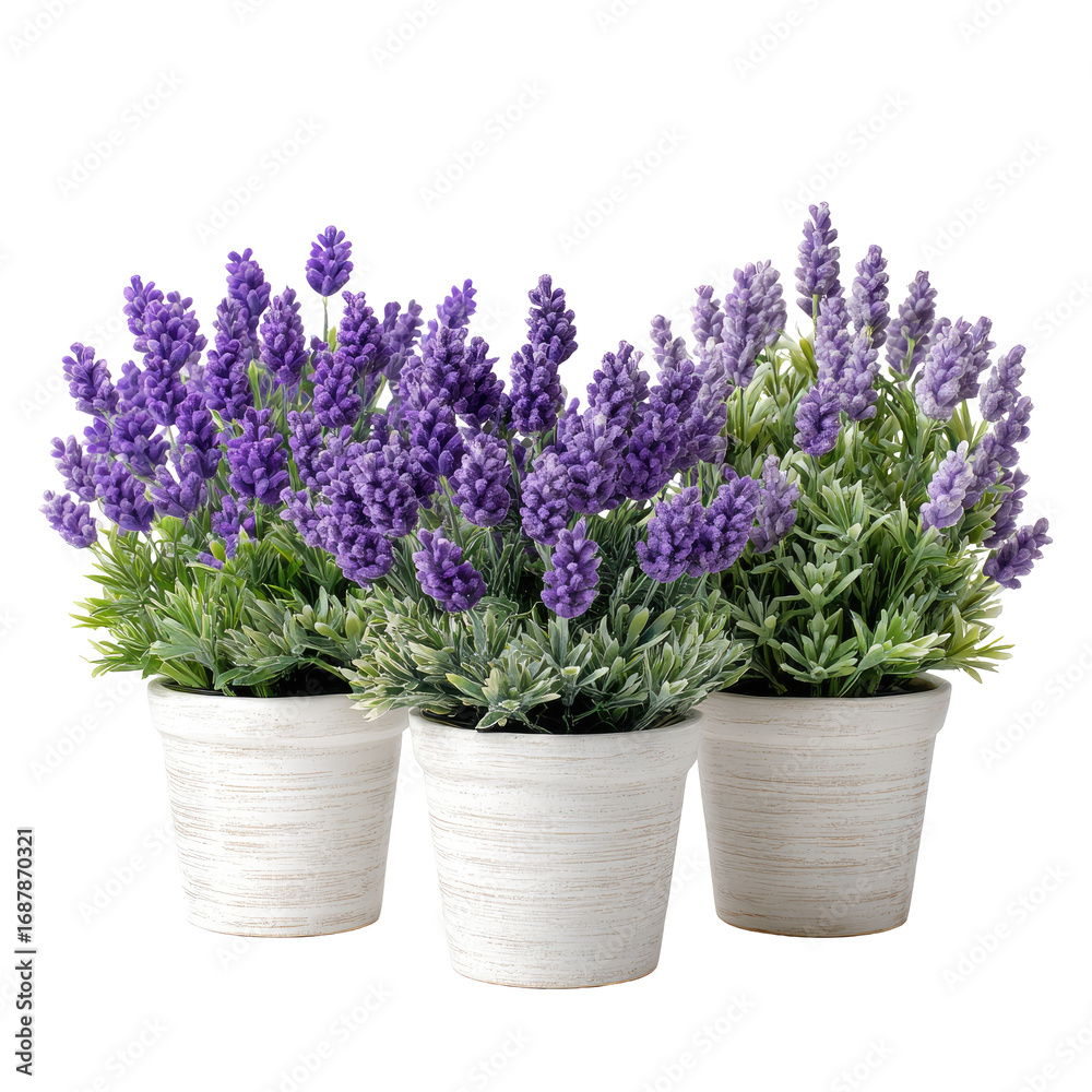 Fototapeta premium Three small potted lavender plants