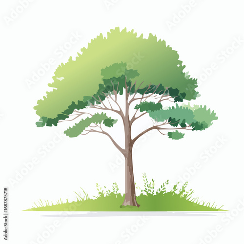 Vector watercolor of pine tree side view isolated on white background for landscape and architecture drawing, elements for environment and garden, painting botanical for section and .