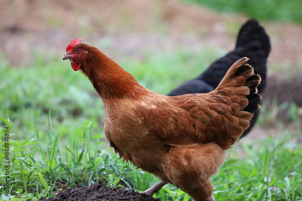 Fototapeta premium Red Island or Welsummer Hen Standing in Green Grass