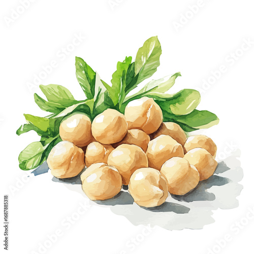 watercolor vector of Chickpeas, isolated on a white background.