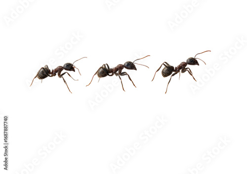 Close-up of four ants in motion, against a black background.  They appear to be moving in a line, with slightly different poses, showcasing details of their segmented bodies and limbs