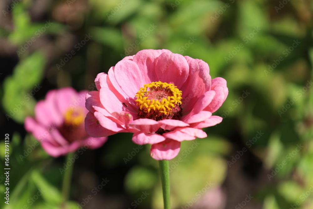 Obraz premium Detailed Close Up of Cenia Flower Bloom