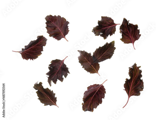 Fresh purple basil leaves i...