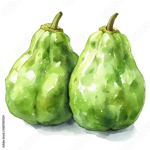 watercolor vector of Chayote, isolated on a white background.