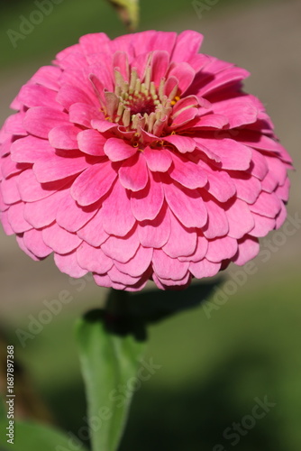 Detailed Close Up of Dahlia Flower Bloom