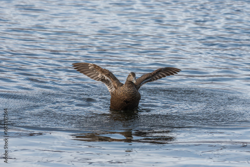 Common Eider Flapping Wings in Water