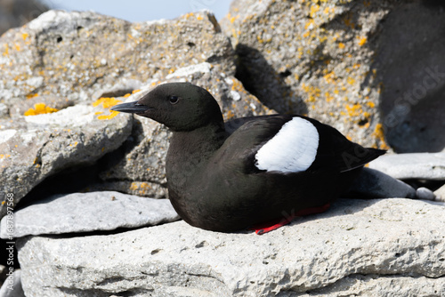 Side View of Black Guillemot Sitting on a Rock