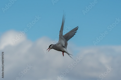 Arctic Tern Hovering Before Dive