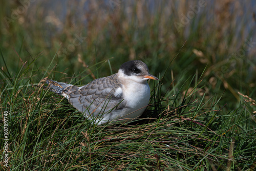 Immature Arctic Tern in the Grass