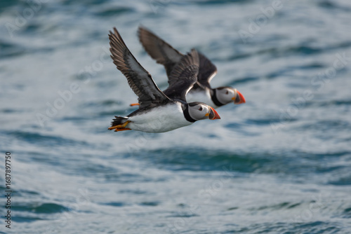 Two Atlantic Puffins Flying Over Water