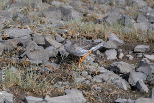 Common Redshank Walking on Rocks