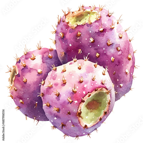 watercolor vector of Cactus Pear, isolated on a white background.